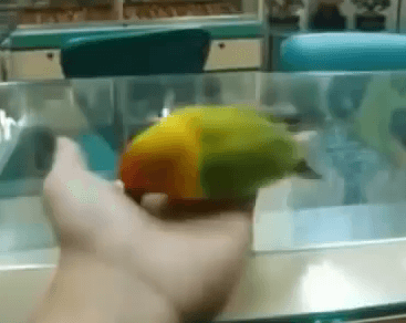 Papagáj videl sexovať svojich majiteľov