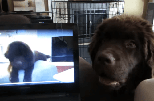 Keď pes počuje brata cez Skype