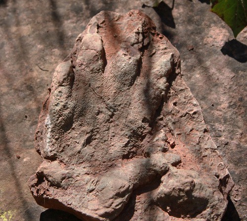 Na severe Katalánska našli 230 miliónov rokov starú stopu predchodcu dinosaura
