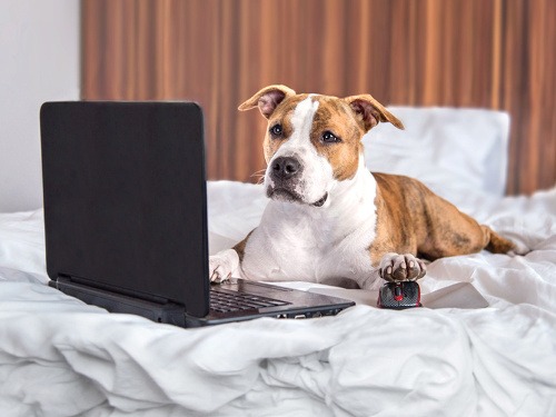 Nová online Zákaznícka zóna so súťažou. Viac na www.zse.sk