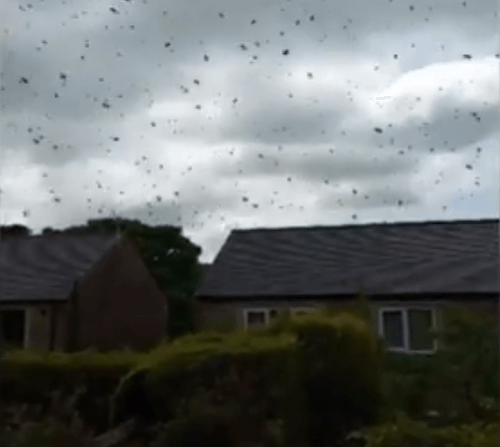 Včelia invázia pripomínala apokalypsu