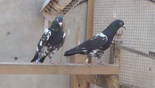 Pretekárske holuby užívajú látky, ktoré sú v iných športoch zakázané