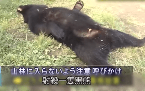 Medvede sú postrachom zberateľov bambusov