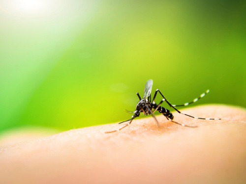 Komáre so smrtiacim vírusom