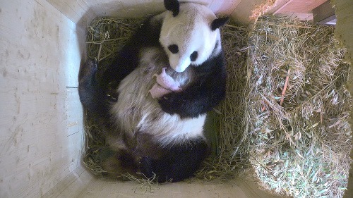 Na videosnímke pandia matka so svojími mláďatkami v ZOO vo Viedni.