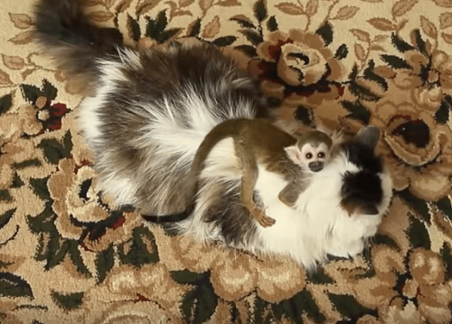 Opička Fjodor s adoptívnou mamou