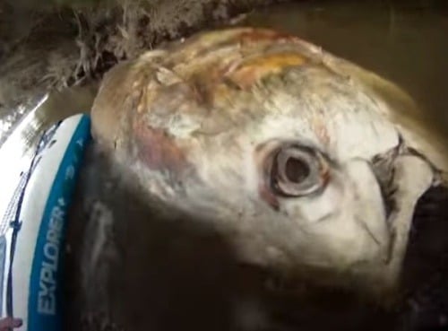 Hlava mŕtveho tuniaka je obrovská