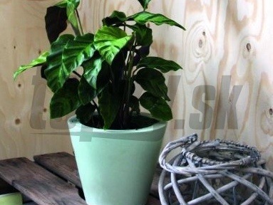 Ilustračný obrázok