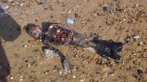 Telo mŕtvej morskej panny?