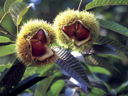 Ich sezóna je v plnom prúde. Doprajete si ich aj doma alebo ich radšej kúpite niekde na námestí. 