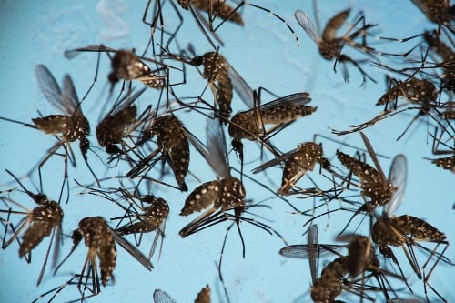 Vírus zika prenášajú komáre.