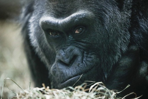 Najstaršia gorila Colo v USA