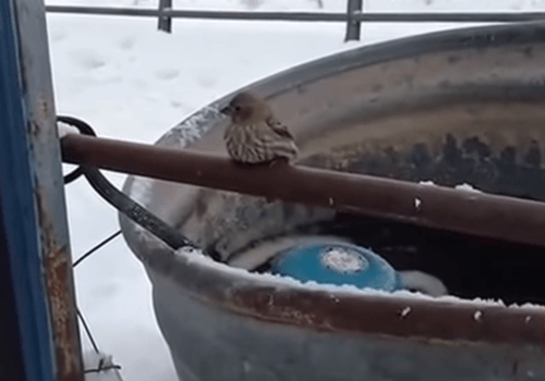 Bezradného vtáčika uväznila zima.