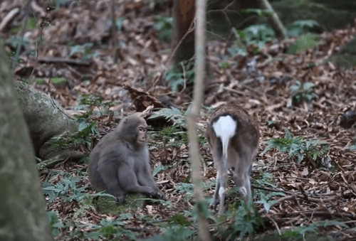 Pokus o párenie makaka s laňou.
