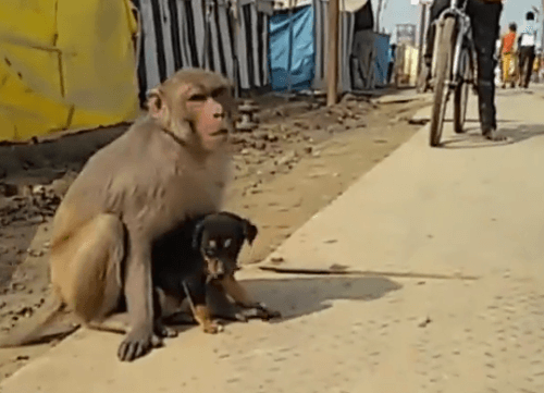 Opička so šteniatkom