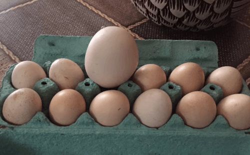 Obrie vajce s prekvapením.