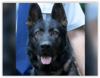 Policajný pes v Austrálii sa stal najnovšou obeťou spaľujúcich horúčav.