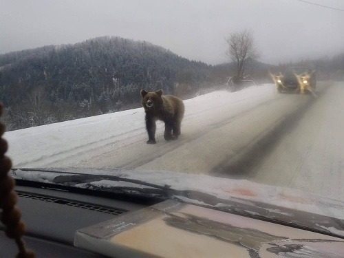 Zatúlaný medveď ochromil dopravu v Tatrách.