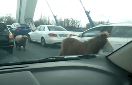 Po bratislavskom moste sa prechádzal poník s ovečkou