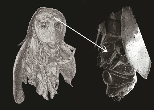 Úkaz, ktorý vyzerá ako hlava šaša (vpravo), je „helma“ na zachytenie samičky na chrbte samca švába.