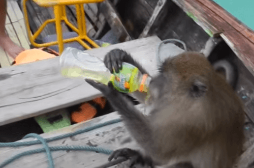 Thajský makak musel mať ťažký deň.