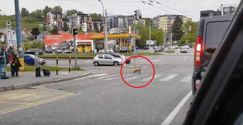 Zatúlaná líška na Molecovej ulici v Bratislave 