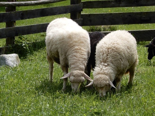 Počet u nás chovaných oviec na Slovensku klesá.