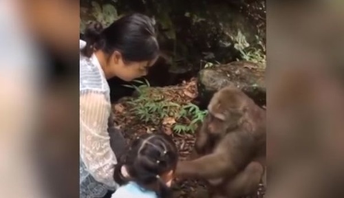 VIDEO Dievčatko chcelo nakŕmiť