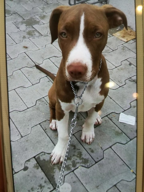 Polícia na svojom Facebooku zverejnila fotku ukradnutého psa, ktorý bol vrátený majiteľke. 
