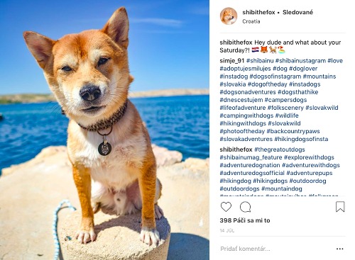 Dvojica zobrala svojho psíka aj na dovolenku do Chorvátska. Veterinár im totiž odporučil morský vzduch, ktorý by chorému chlpáčovi mohol pomôcť.
