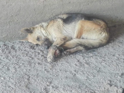 Zamestnanci košického útulku našli týranú sučku nemeckého ovčiaka pod mostom v obci Sokoľany. 