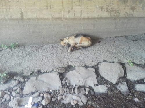 Sučka nemeckého ovčiaka ležala 20. augusta pod mostom v obci Sokoľany.