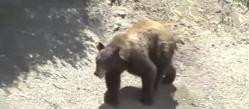Útok medveďa na lovca.