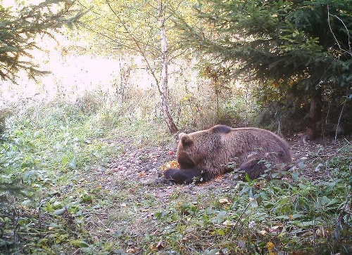 Emil videl medveďa vo štvrtok ráno neďaleko vlakovej stanice. 