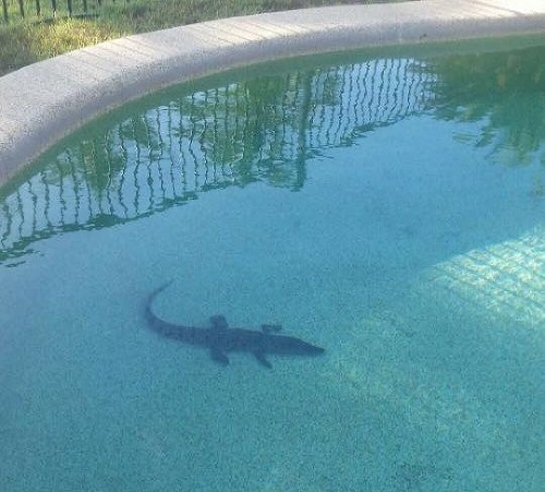 Krokodíl si plával v bazéne