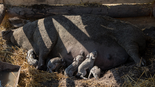 O život prišli aj čerstvo narodené prasiatka, Podľa veterinára však ide o síce smutný, no úplne bežný prípad. 