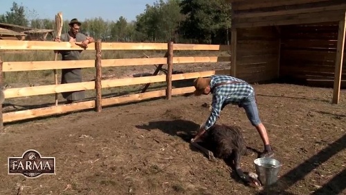 O zranení jedného zo pštrosov bol veterinár okamžite informovaný. Zachrániť sa ho však nepodarilo. 