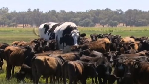 VIDEO Najväčšia krava na