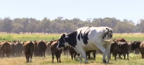 VIDEO Najväčšia krava na