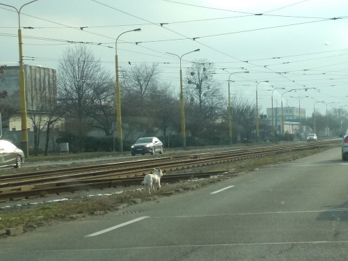 V Košiciach nesneží, vodiči však upozornili na psíka, ktorý pobehuje po ceste.