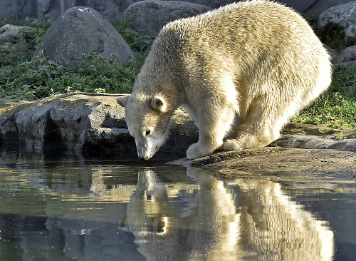 medveď biely