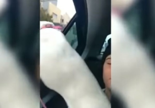 VIDEO Dievčina chcela šteniatku