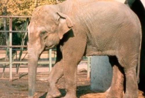 FOTO Najsmutnejší slon na