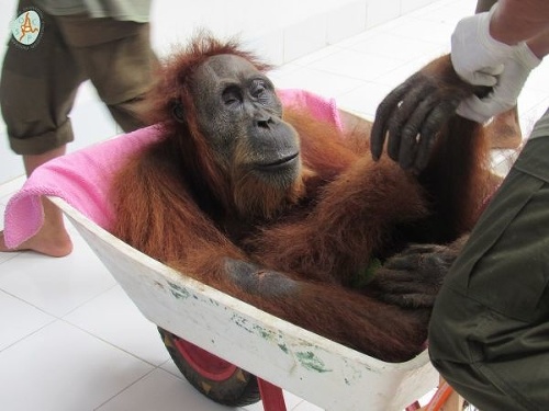 Smutný príbeh orangutana na