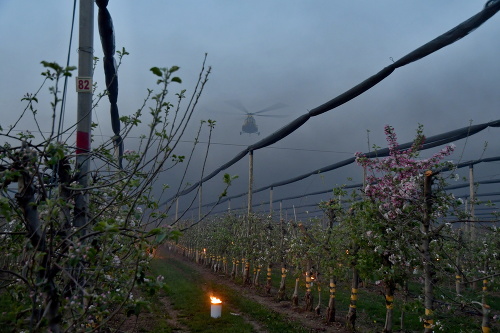 Na snímke zo 16. apríla 2019 parafínová svieca, ktorá sa používa na ochranu pred mrazom v ovocnom sade firmy Plantex v obci Veselé v okrese Piešťany.