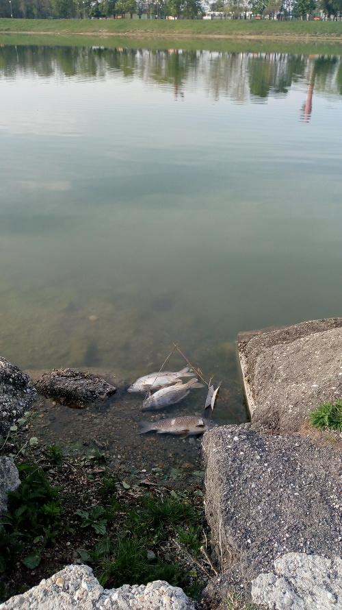 Uhynuté ryby na Kuchajde.