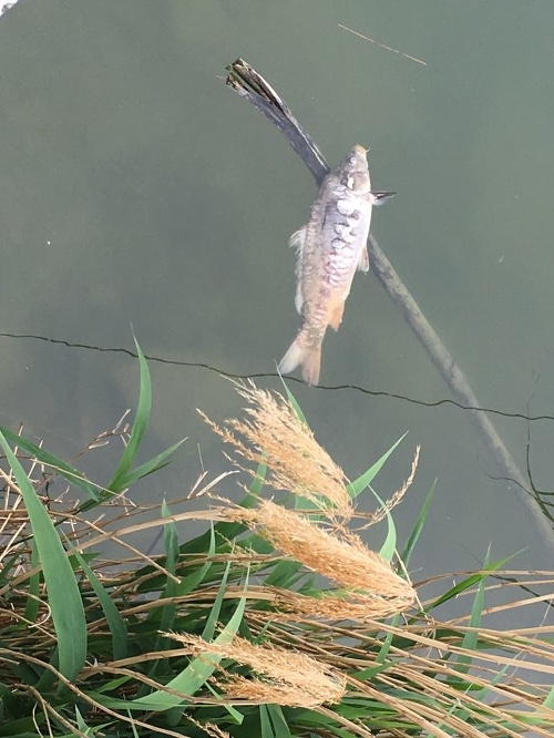Mŕtve ryby na Štrkoveckom