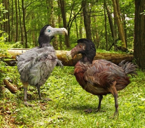 Vyhynutý vták dodo