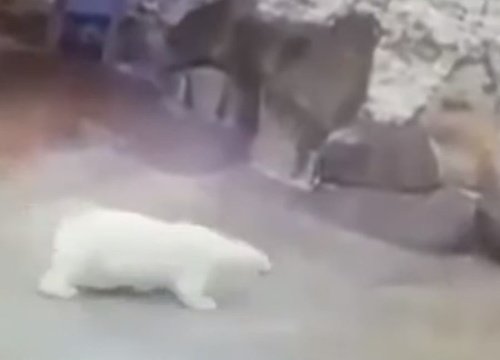 Dráma v ruskej zoo: