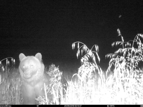 Na snímke medveď hnedý, ktorý bol zaznamenaný v katastri obce Košariská.